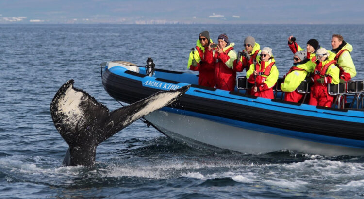 RIB boat whale watching in Húsavík