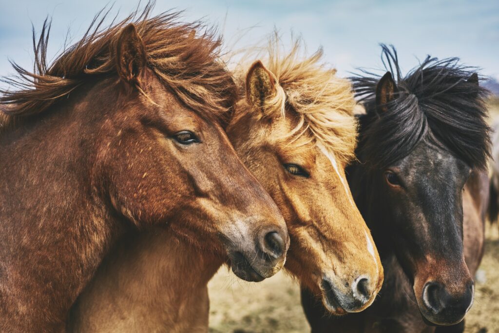 Horse riding tours in Húsavík