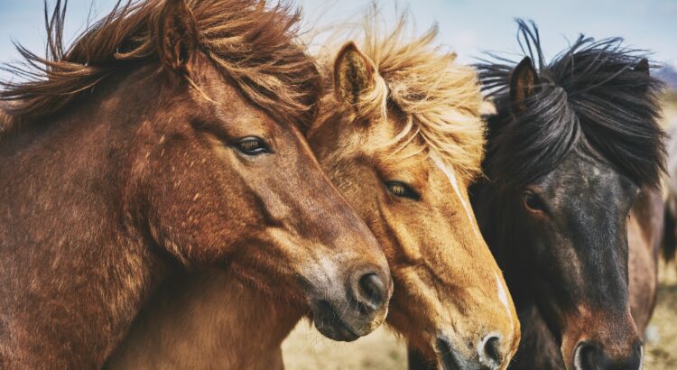 Horse riding tours in Húsavík